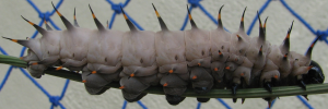 Larvae